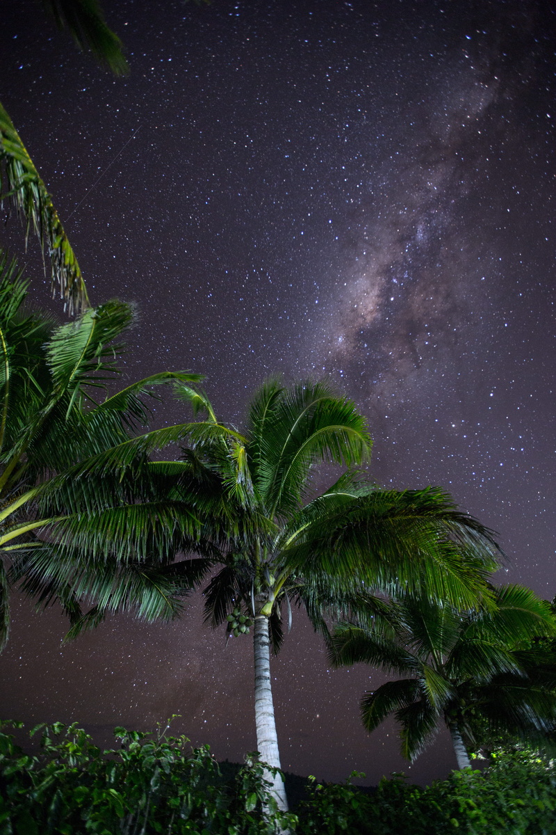 scenics - nature, night, tranquility, space, 5K, tropical climate, tonga, leaf, growth, outdoors, no people, palm tree, astronomy, beauty in nature, sky