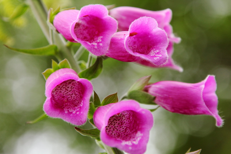 Fox, beauty In Nature, photograph, purple, speckled, foxglove, pink, gloves, botany, close-up, plant, flower, nature, petal, digitalis, orchid, flower Head
