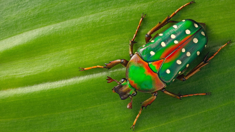 macro, green, leaf, insect, beetle, speckled, background, 4K