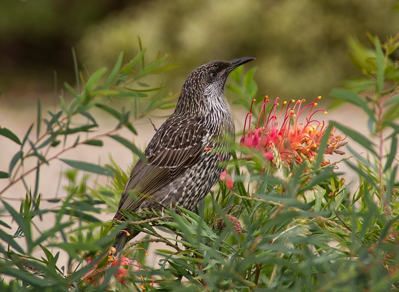nature, australian, vertebrate, 2K, little wattle-bird, animal, animal wildlife, shrub, speckled, one animal, no people, feathers, green color, day, plant