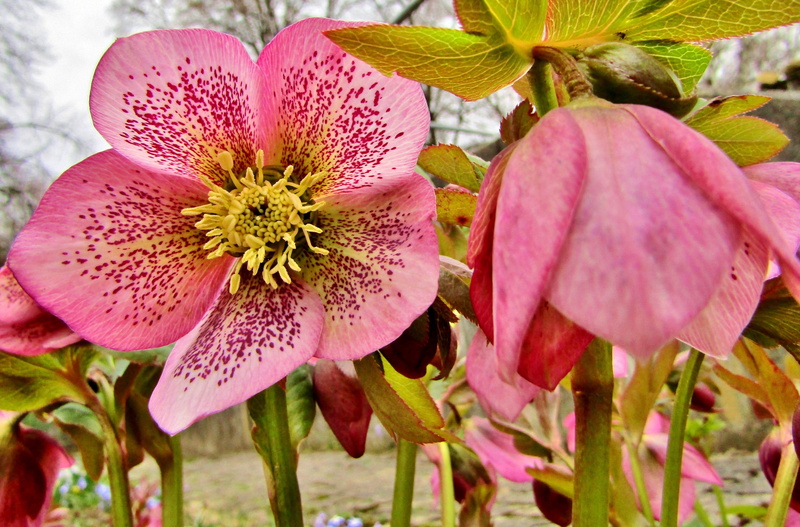 fragility, growth, 4K, flowering plant, close-up, macro, outdoors, freshness, structure, hellebore, pink color, spring, flowers, nature, pollen, color