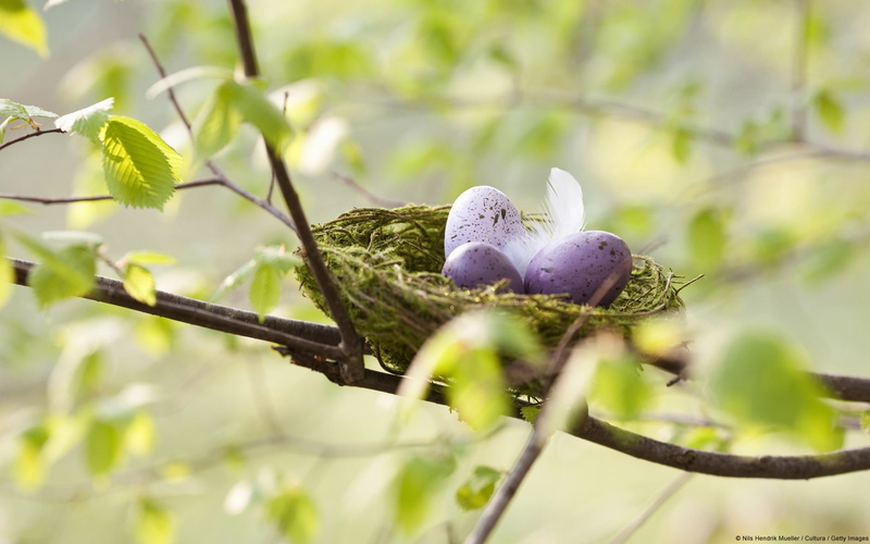 day, food, no people, purple, selective focus, eggs, tree, 1080P, speckled, nature, nest, low angle view, outdoors, leaf, three, photography