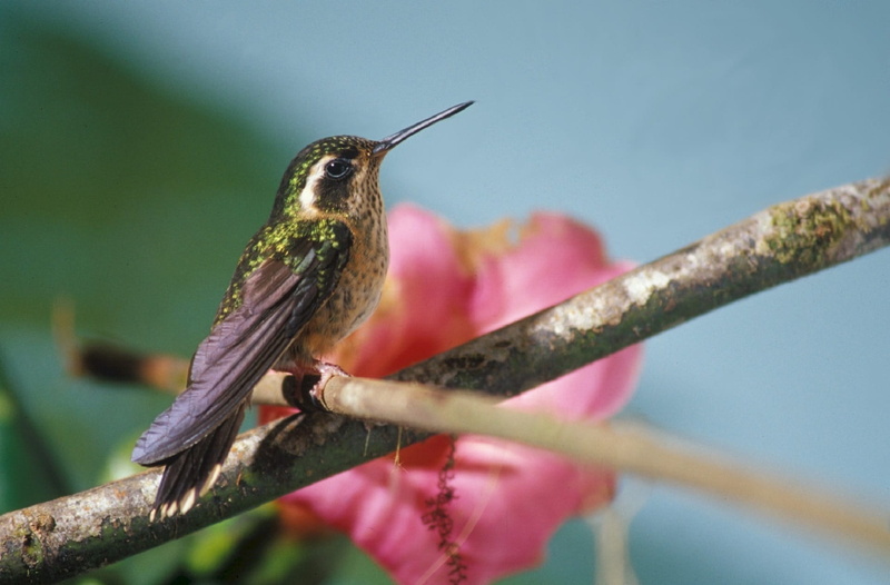 hummingbird, outdoors, hover, selective, no people, branch, focus on foreground, animal wildlife, close-up, beauty in nature, 1080P, colorful, pink color