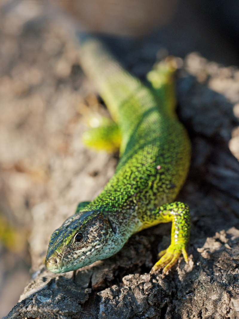 animal body part, wildlife, animal scale, dragon, rock, juvenile, solid, reptile, nature, macro, green, iguana, rock - object, no people, grey, viridis