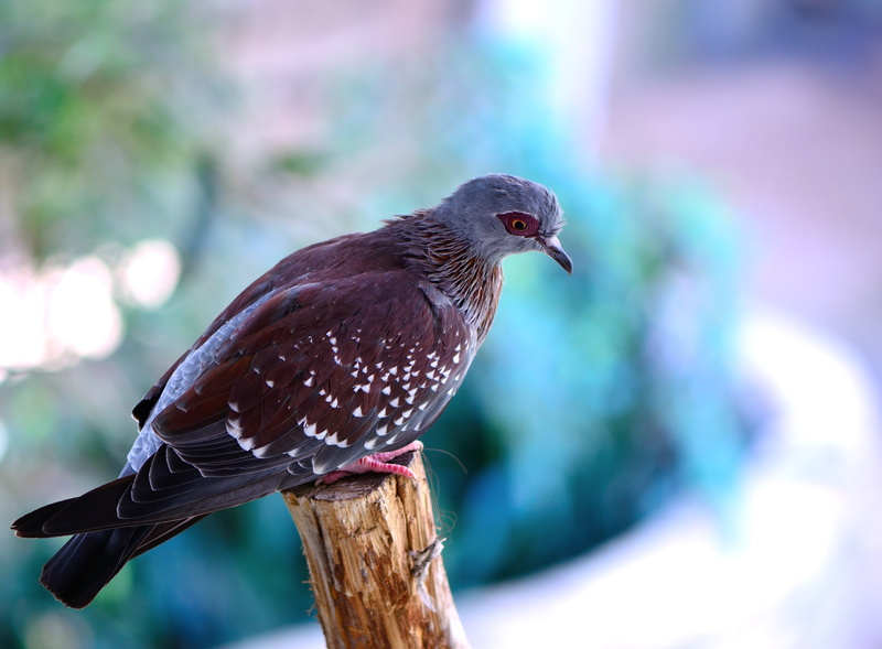 wood - material, animal, animal themes, no people, animals In The Wild, bird, 4K, wildlife, perching, tree, beak, photography, close-up, speckled pigeon