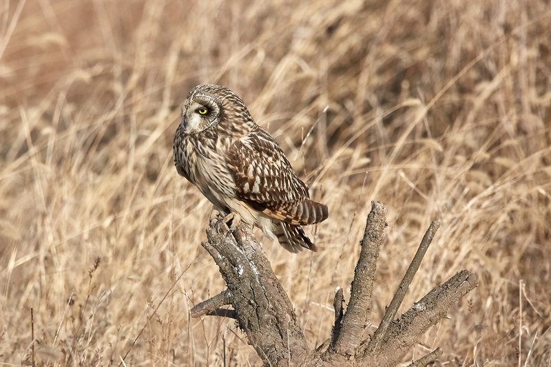 focus on foreground, short eared owl, outdoors, wheat, nature, surrounded, animal, branch, semi-arid, no people, vertebrate, top, brown, bird, wildlife