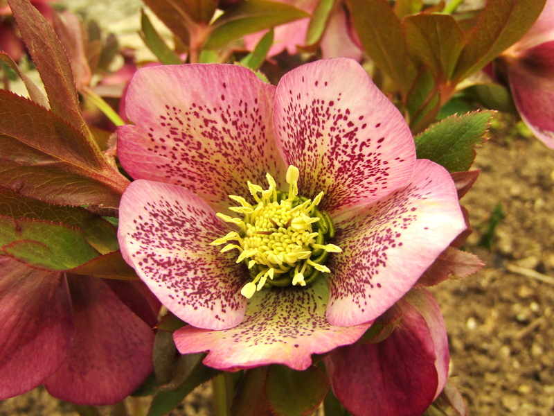 pollen, bloom, focus on foreground, no people, purple, blossom, day, maroon, freshness, flowers, pink color, vulnerability, close-up, garden, christmas rose