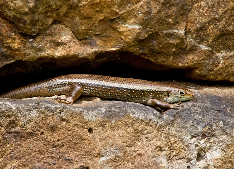 reptile, scincoides, animal themes, rock - object, pattern, outdoors, no people, lizard, close-up, queensland, skink, vertebrate, rocks, animals in the wild