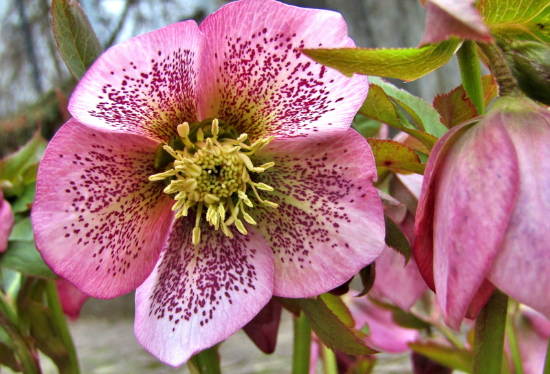 pollen, pink color, rose, fragility, close-up, vulnerability, focus on foreground, blossom, inflorescence, outdoors, winter, structure, flowers, flowering plant