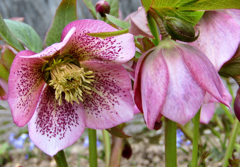 plant, violet, focus on foreground, pollen, speckled, freshness, beauty in nature, winter, plant part, leaf, inflorescence, pink color, christmas rose