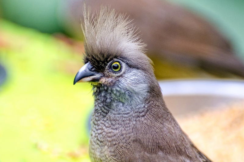 portrait, close-up, animal eye, looking, feathers, yellow eyes, perched, perch, mousebird, brown, animal wildlife, nature, watching, small, mouse-bird