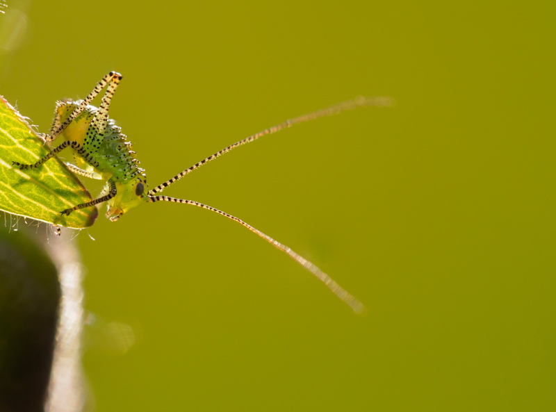 60mm, JPG, Umwelt, stacking, µFT, Der, wildlife, Macro, Neuwied, Gruen, insect, DE, nwd, Makro, Europa, green leaf, Rheinland-Pfalz, Deutschland, green Color