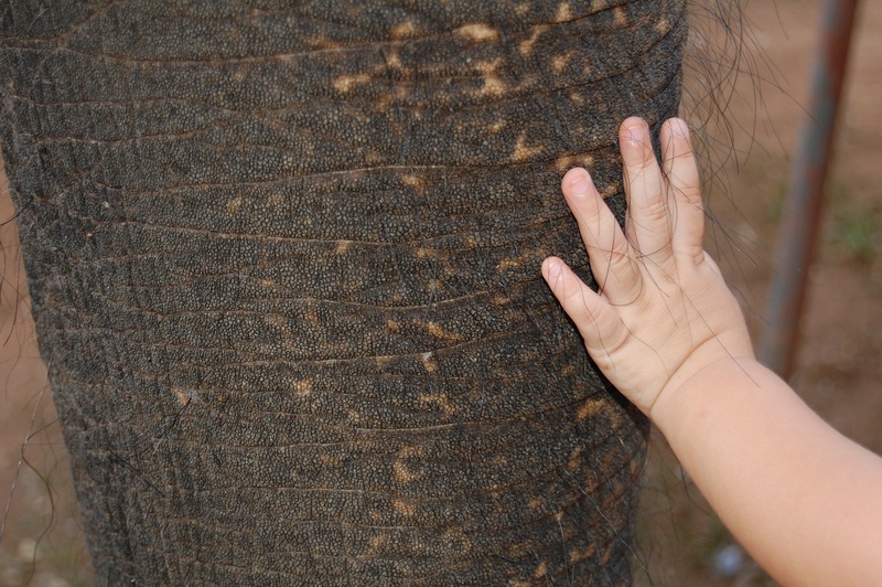 focus on foreground, young, real people, pachyderm, touch, close-up, trunk, one person, leathery, midsection, nature, finger, lifestyles, contrast, pet