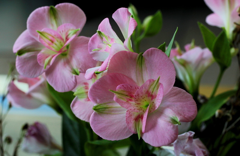 selective focus, speckled, growth, freshness, petal, beauty in nature, flower head, inflorescence, close-up, flowering plant, orchid, romantic, pink, flowers