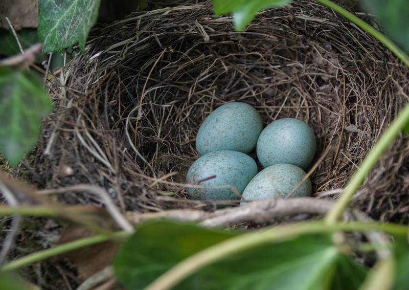 no people, plant part, speckled, nest egg, egg, 5K, food, outdoors, abandoned, nature, close-up, day, nest, fragility, selective focus, food and drink