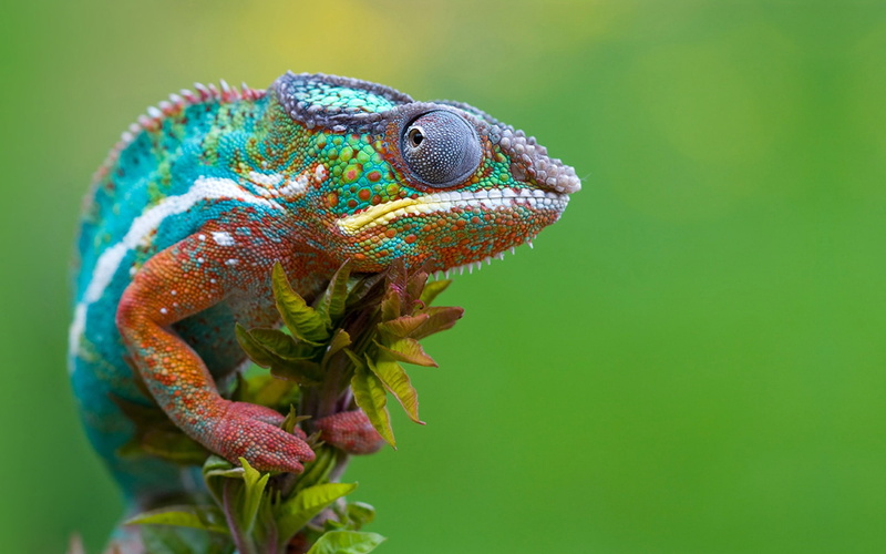 Gaze, Chameleon, 1080P