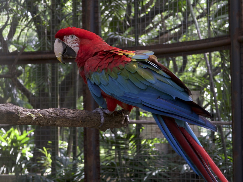 macaw, no people, standing, tail, animal wildlife, animal, animal themes, wooden, cage, wing, beak, feather, perch, kakapo, colorful, gaze, focus on foreground