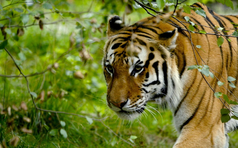 tiger, branches, new york city, comes, hero, gaze, siberian, 1080P, male, super, bronx zoo, bronx park, gait, the amur tiger