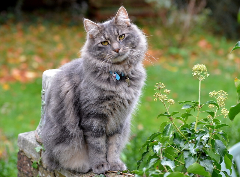 cute, young Animal, flower, grey, coon, green Color, main, domestic Cat, fur, fluffy, staring, pets, tabby, summer, flowering plant, looking, gaze, cat