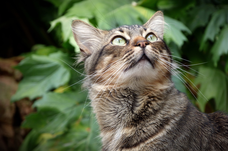 feline, plant, human Face, tabby, animal themes, close-up, young Animal, gaze, sitting, whisker, beauty, cute, domestic Cat, mammal, green Color, outdoors