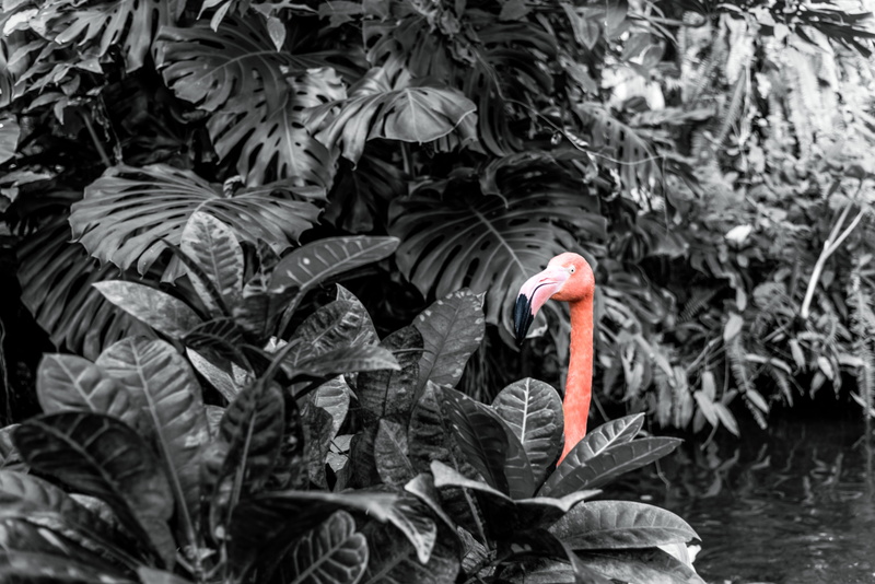 looking, animals in the wild, water, plant, gaze, red, plant part, pink, leaf, curious, group of animals, black and white, peeking, animal neck, watching