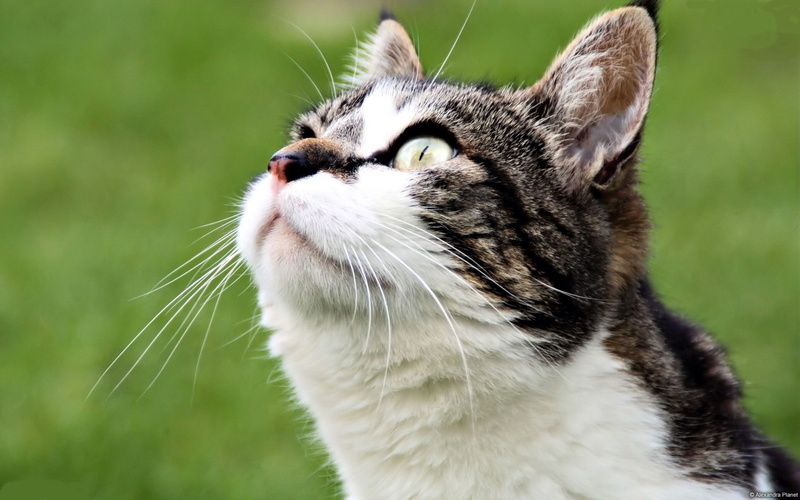 one animal, close-up, animal body part, whisker, mammal, windows, focus on foreground, cat, looking away, day, domestic, 1080P, animal head, vertebrate