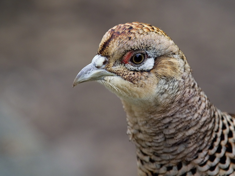 vertebrate, phasianidae, animal, focus on foreground, animal wildlife, pheasant, one animal, eye, brown, nature, beak, animal body part, side view, falcon - bird