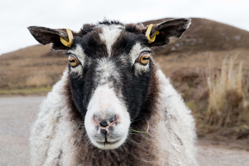focus on foreground, portrait, domestic sheep, looking at camera, animal, land, one animal, scottish, field, no people, scotland, llama, domestic, blackface