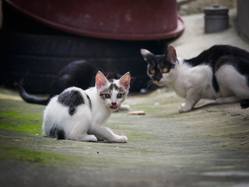 pets, young animal, gaze, whisker, small, two animals, full length, no people, group of animals, kitten, portrait, mammals, domestic, domestic animals