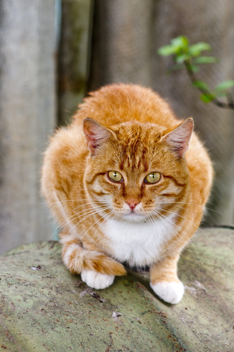 cute, mammal, animal, maine, funny, whisker, looking, no people, ginger, ears, domestic cat, staring, mustaches, beautiful, Orange, paw, close-up, fluffy