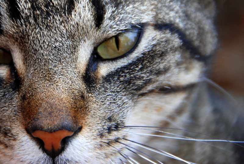 fierce, focused, yellow eyes, pets, Nose, Face, cute, Eye, 1080P, domestic Cat, animal body part, animal mouth, animal head, whisker, gaze, no people