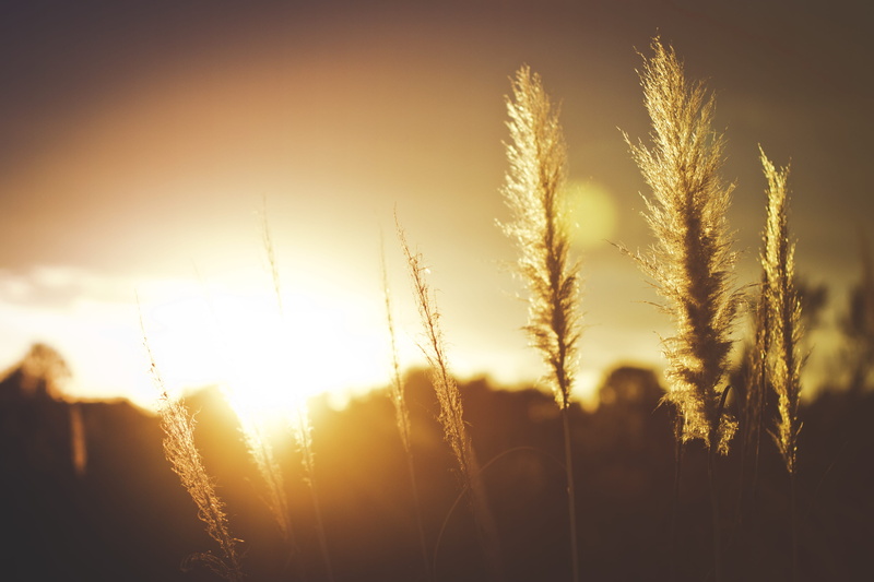 field, closeup, reflection, brown, lens flare, glow, grains, morning, sunbeam, tranquility, agriculture, meadow, sunset, sunrise - Dawn, cereal, wheat