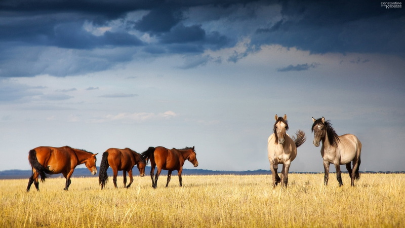 land, mammal, animals In The Wild, horses, herd, horse, horizon Over Land, meadow, sunset, pets, outdoors, no People, cloud - Sky, graceful, landscape