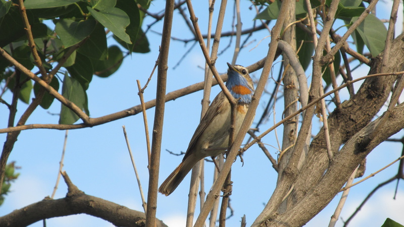 leaf, plant part, bird, one animal, day, outdoors, birds, bare tree, plant, nature, 4K, no people, animal wildlife, bluethroat, poultry in kostanay region