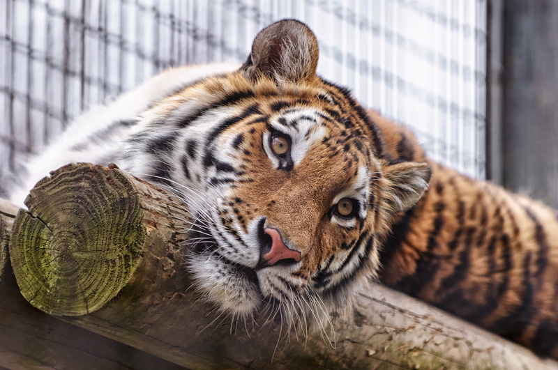Kazakhstan, 1080P, Almaty zoo, Sumatran tiger