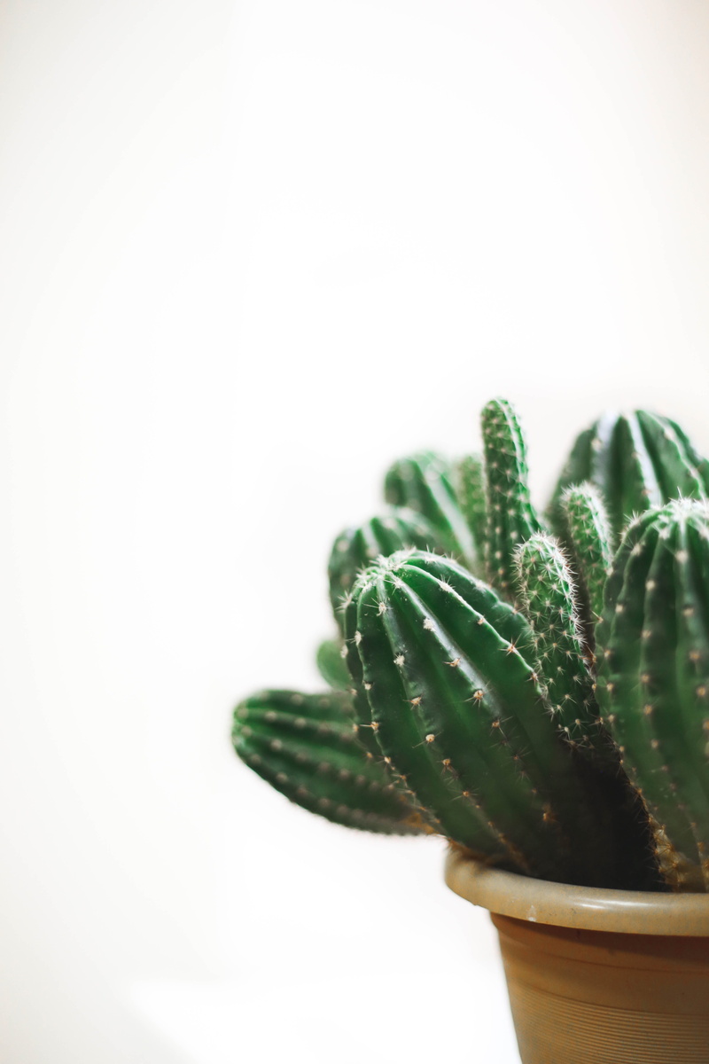 growth, leaf, 5K, indoors, central asia, focus on foreground, thorn, white background, succulent plant, desert, cactus, freshness, potted plant, plants