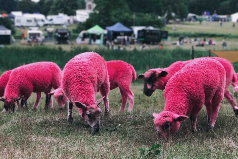 sheep, field, animal, outdoors, pasture, pink, nature, domestic, grass, 4K, vertebrate, latitude, agriculture, eating, group of animals, grazing, hill