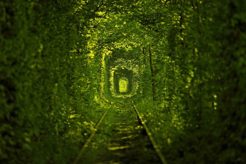 1080P, outdoors, number, backgrounds, trees, growth, vignette, tree, moss, communication, leaves, no people, full frame, plant, beauty in nature, tunnel