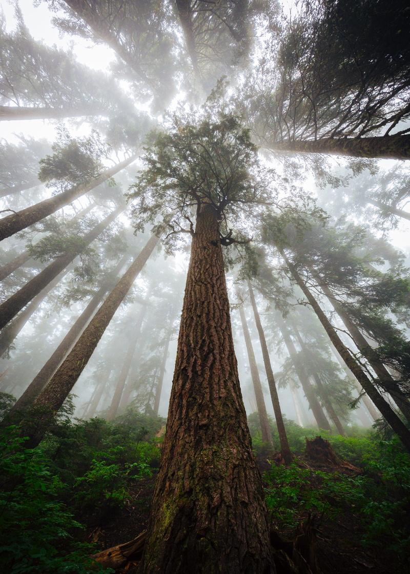 outdoors, fog, tree, lush, forest, angle, day, green, foggy, woodland, lush Foliage, branch, directly Below, leaf, dark, sunbeam, mystery, wilderness Area