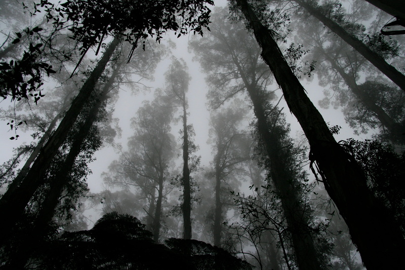 fantasy, autumn, wilderness, nature, cloud - sky, plant, growth, tall - high, bamboo - plant, spooky, trees, scenics - nature, foliage, tree trunk, non-urban scene