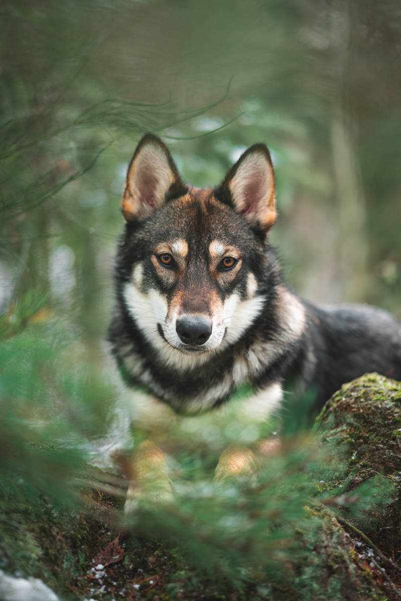 shallow, land, animal themes, red wolf, france, dog, forest, pets, husky, 5K, white, day, canine, low content wolfdog, german shepherd, animal wildlife