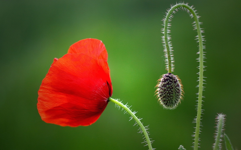 Flower, Poppy, Red, 1080P, Petals, petaled