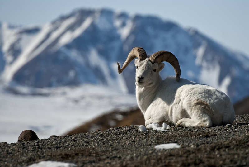 Polychrome, Dall Sheep, white, nature, ground, goat, animal, Rams, dall, sheep, outdoors, Dall  Sheep, mountain, Denali  National  Park  Preserve, mammal