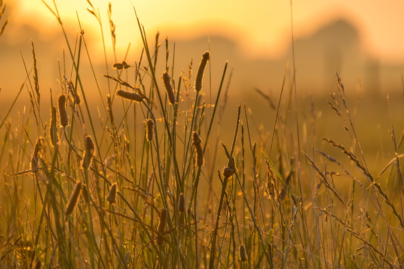 s18, nature, sunset, sunlight, canon, green, lens, geo:location, mm, ef, 760d, 5K, green grass, light  green, city, photography, morning, aperture, sunrise