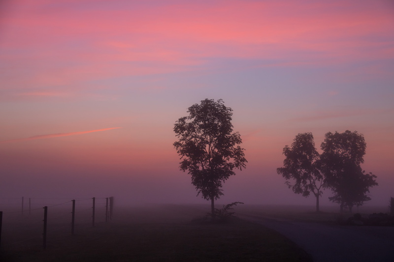 trees, f/3.5, Misty, silhouette, city, dimma, 5K, tree, countryside, focal_length, photo, fog, 40 mm, camera, country, ef, lens, exif, iso_speed, staket