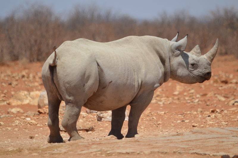 stand, full length, Rhinoceros, grass, sunlight, rhino, nature, 4K, day, field, mammal, etosha national park, animal, daytime, big five, side view, animal themes