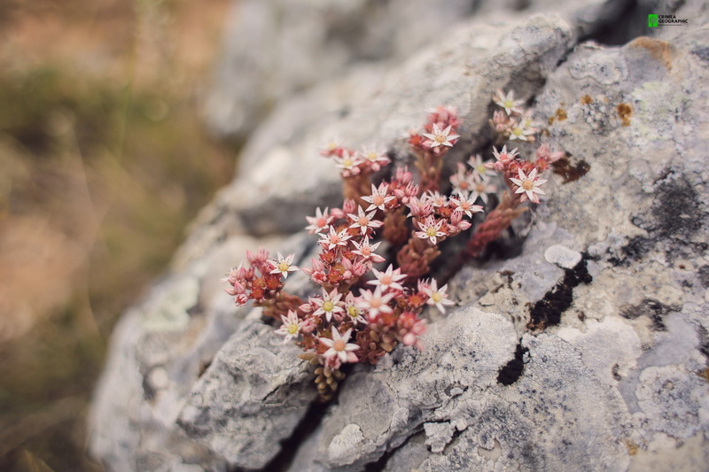 Crimea, botany, rock - object, rock, arrangement, cherry blossom, nature, high angle view, 2K, growth, beauty in nature, outdoors, lichen, white, fragility
