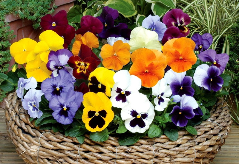 plant, inflorescence, primrose, blossom, multi Colored, yellow, no People, pollen, freshness, outdoors, bright, 720P, blue, container, growth, season