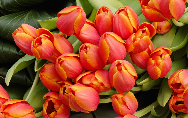 flowers, tulip, 1080P, arrangement