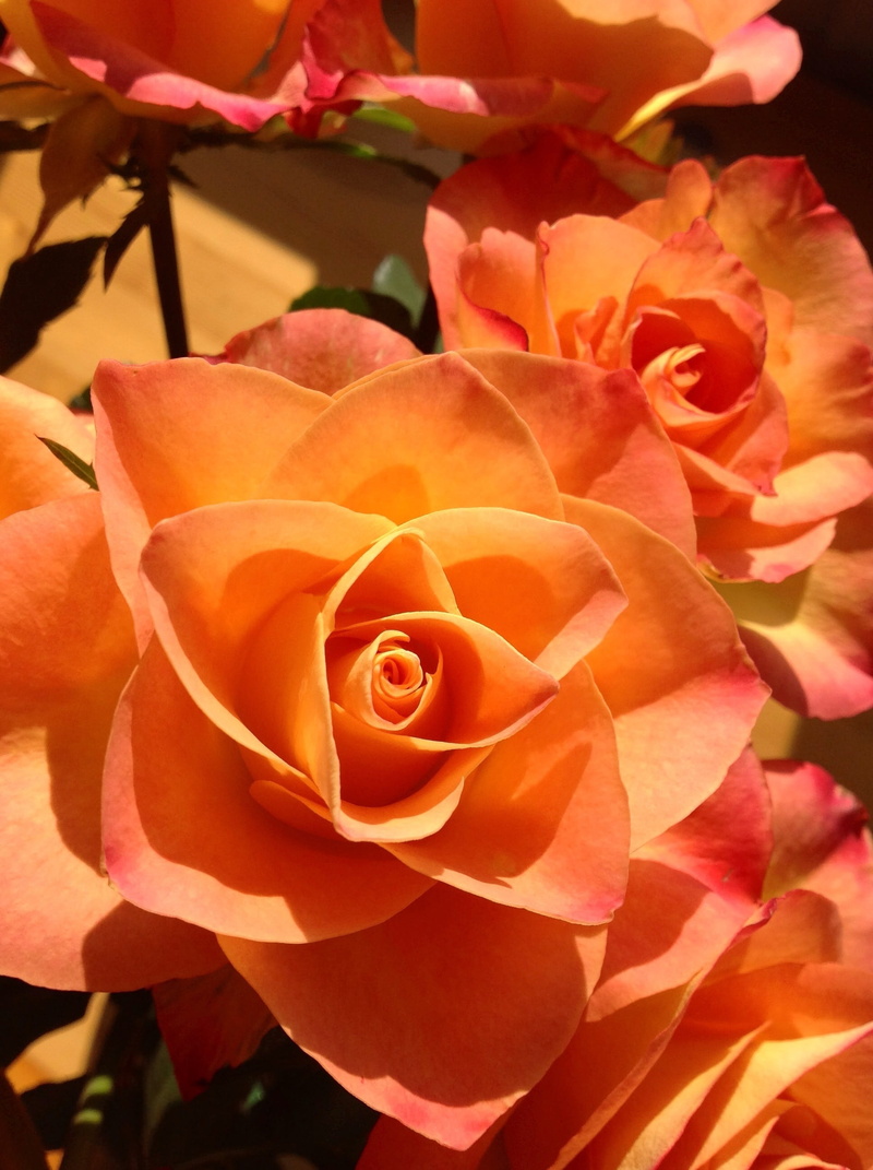 romance, flower arrangement, flower head, valentine, flower, plant, garden, love, blossom, rose, rose - flower, day, romantic, bouquet, bloom, focus on foreground